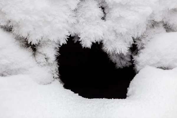 Givre Blanc Vue Rapprochée — Photo