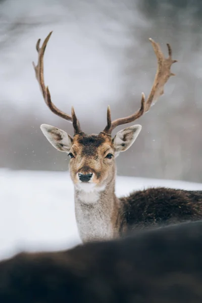 Beautiful Deer Winter Time — Stock Photo, Image