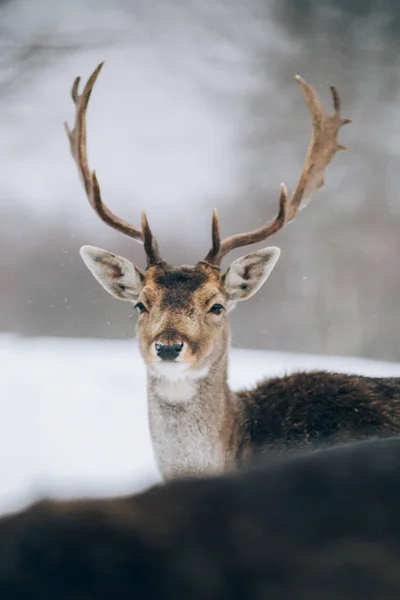 Belos Veados Tempo Inverno — Fotografia de Stock