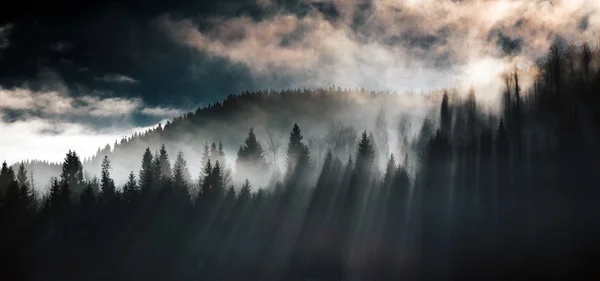 Nebel Und Kiefern — Stockfoto