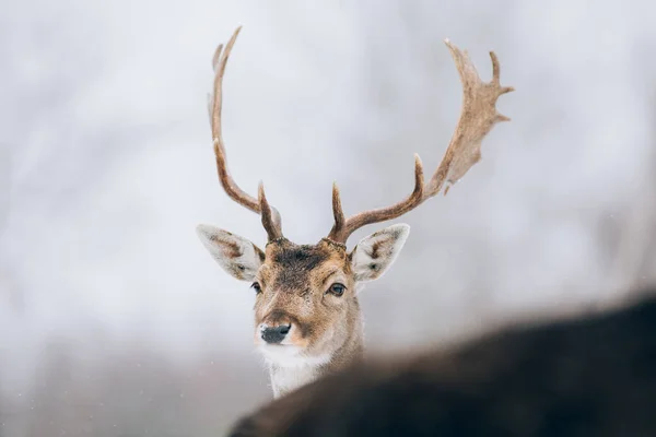 Krásný Jelen Zimním Čase — Stock fotografie