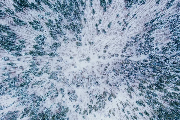 Kışın Donmuş Çam Ağaçlarının Hava Görüntüleri — Stok fotoğraf