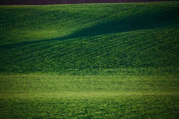 Collines Ondulantes Printemps Terres Agricoles — Photo