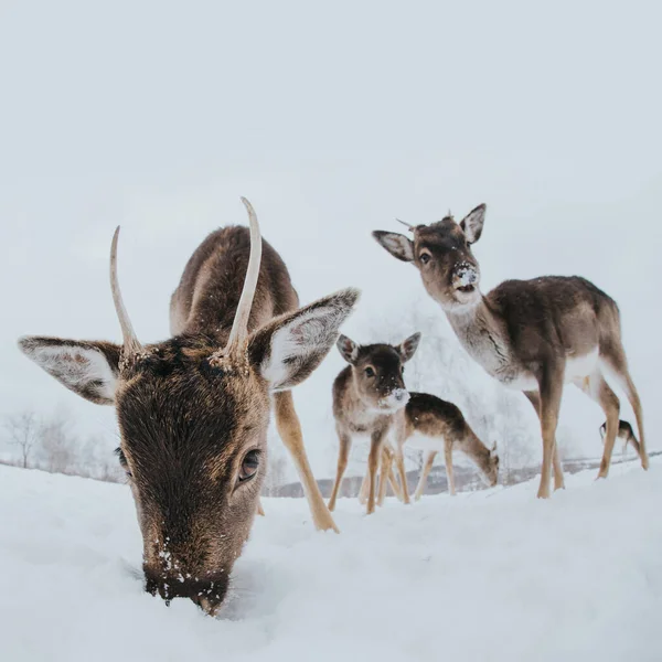 겨울에는 아름다운 — 스톡 사진