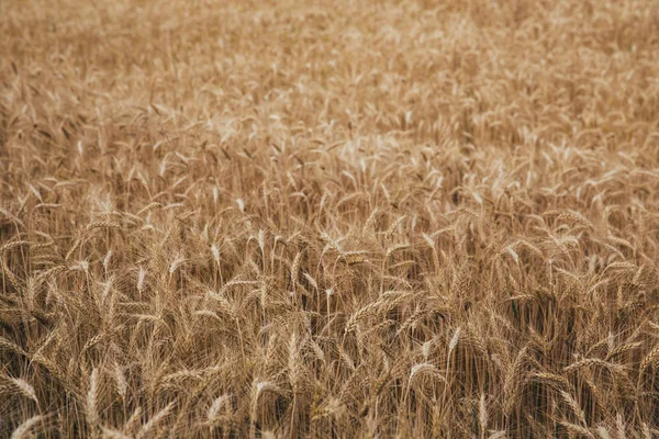 Wheat field at sunset after rain.  Landscape of wheat field at sunset after rain.