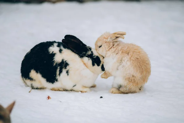 Cute Little Bunnies Snow — Stock Photo, Image