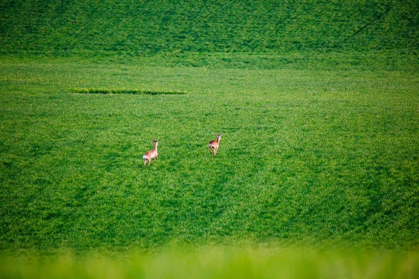 Bellissimi Cervi Prati Verdi — Foto Stock