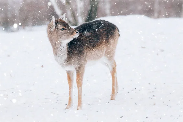 Belos Veados Tempo Inverno — Fotografia de Stock