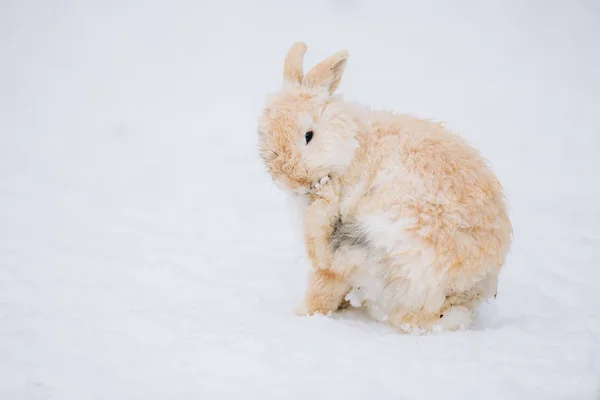 Mignon Petit Lapin Dans Neige — Photo