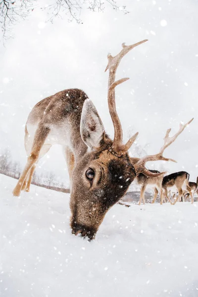 Beautiful Deer Winter Time — Stock Photo, Image