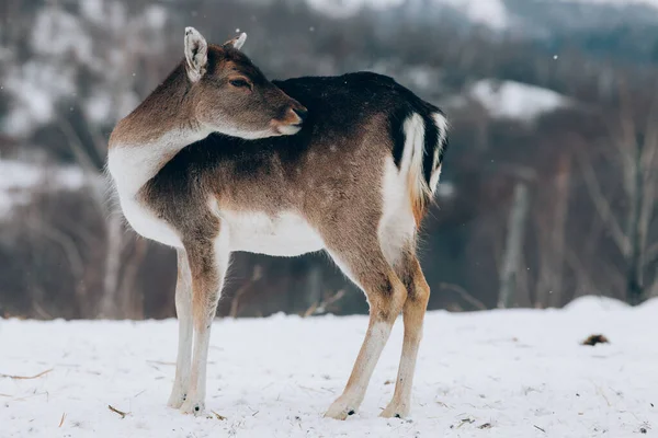 Beautiful Deer Winter Time — Stock Photo, Image