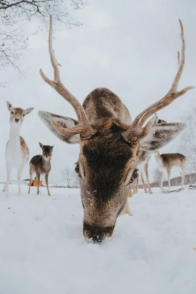 Schöne Hirsche Winter — Stockfoto