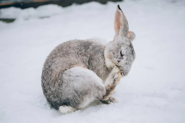Cute Little Rabbit Snow — Stock Photo, Image