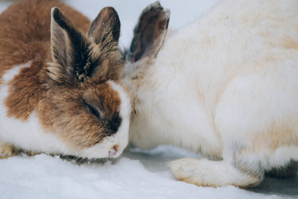 Cute little bunnies in snow