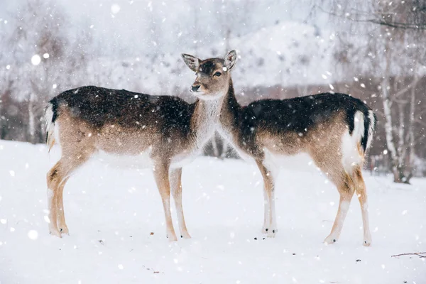 겨울에는 아름다운 — 스톡 사진