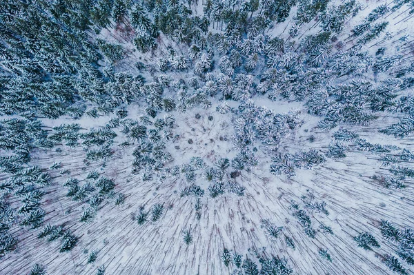 Luftaufnahme Gefrorener Kiefern Winter — Stockfoto