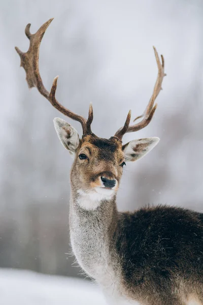 Krásný Jelen Zimním Čase — Stock fotografie