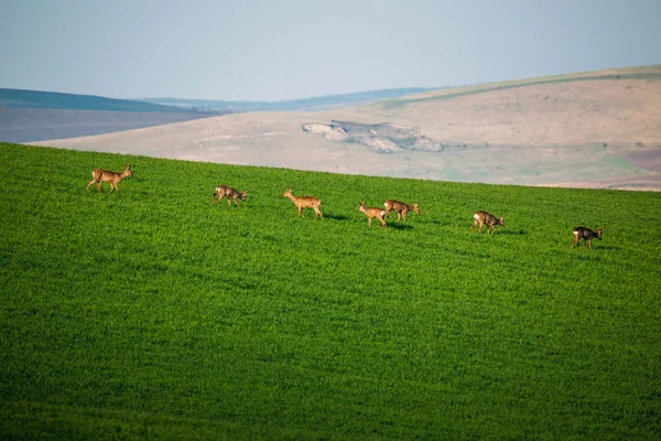 Yeşil Çayırlarda Güzel Bir Geyik — Stok fotoğraf