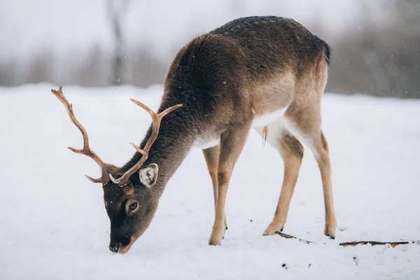 Beautiful Deer Winter Time — Stock Photo, Image