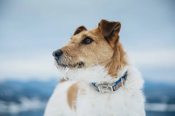 Heureux Renard Terrier Dans Neige Amusant Avec Chien Dans Les — Photo