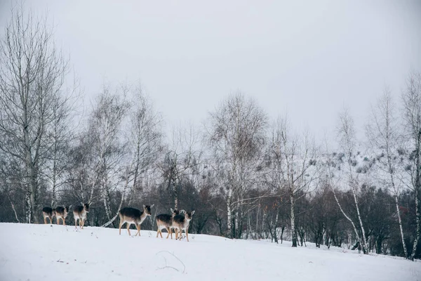 Beau Cerf Hiver — Photo