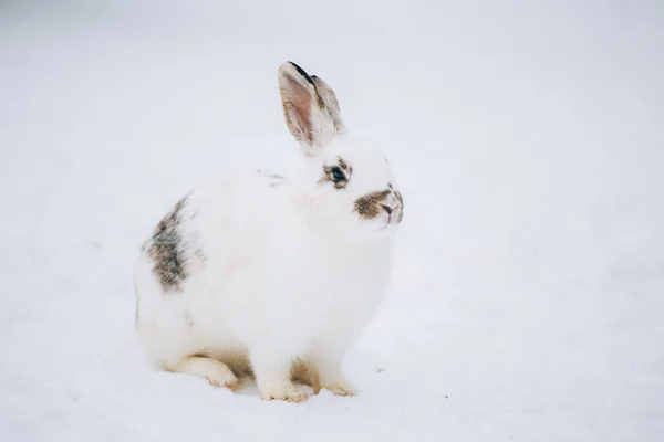 Niedliches Kleines Kaninchen Schnee — Stockfoto