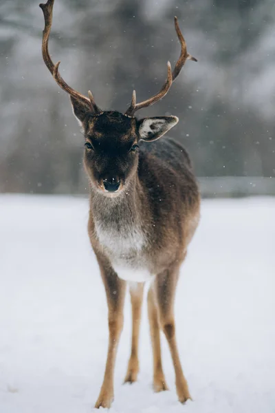 Piękny Jeleń Zimie — Zdjęcie stockowe