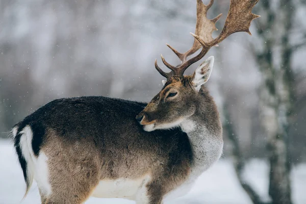 Prachtig Hert Winter — Stockfoto