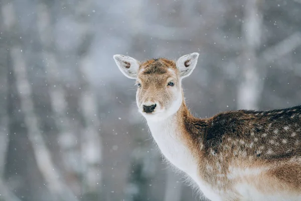 Όμορφο Ελάφι Χειμώνα — Φωτογραφία Αρχείου