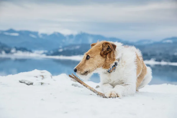 Happy fox terrier in the snow. Fun with a dog in the mountains. Hiking with a dog.