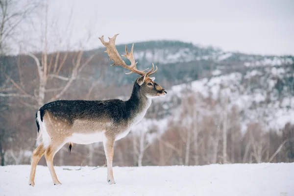 冬の時間に美しい鹿 — ストック写真