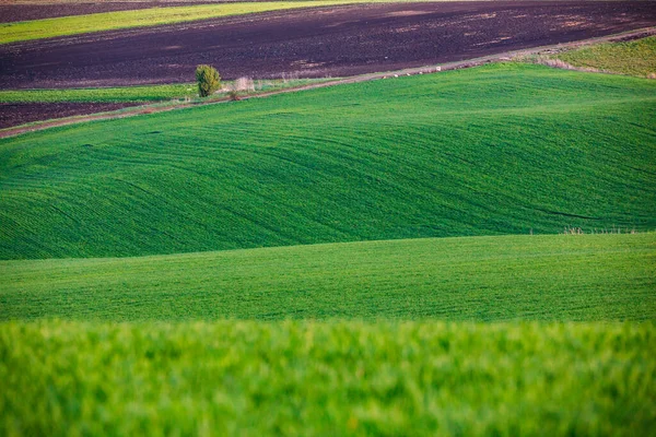 Dealuri Rulare Primăvară Teren Agricol — Fotografie, imagine de stoc