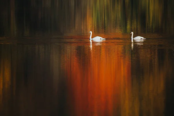 Hermoso Lago Con Árboles Coloridos Cisnes Otoño — Foto de Stock