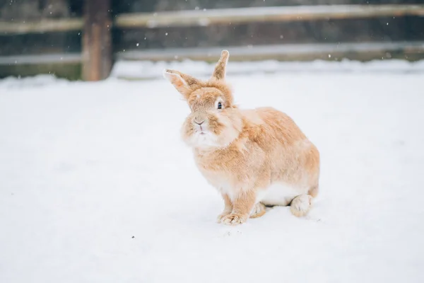 Lindo Conejito Nieve —  Fotos de Stock