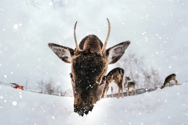 Gyönyörű Szarvas Télen — Stock Fotó