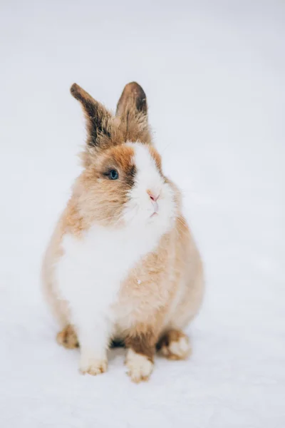 Χαριτωμένο Κουνέλι Στο Χιόνι — Φωτογραφία Αρχείου