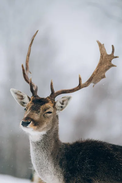 Krásný Jelen Zimním Čase — Stock fotografie
