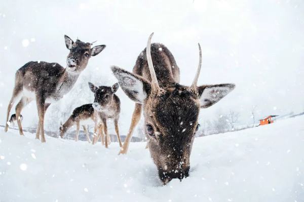 Krásný Jelen Zimním Čase — Stock fotografie
