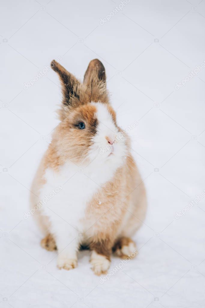 Cute little rabbit in snow
