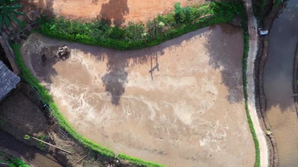 Hombre Asiático Trabajando Los Campos Arroz Con Tractor Imagen Tomada — Vídeos de Stock