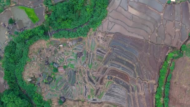 Aerial View Beautiful Freshly Planted Rice Terraces Rainy Season — 비디오