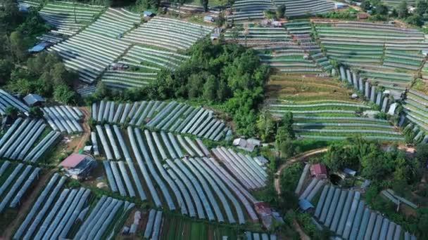 Légi Kilátás Mezőgazdasági Földek Doi Inthanon Nemzeti Park Thaiföld — Stock videók