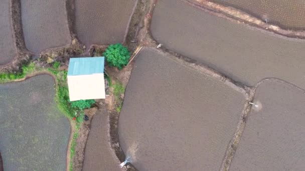 Aerial View Beautiful Freshly Planted Rice Terraces Rainy Season — Stock Video