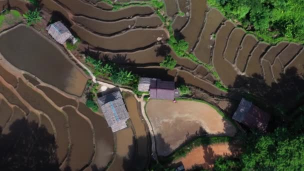 Aerial View Beautiful Freshly Planted Rice Terraces Rainy Season — ストック動画