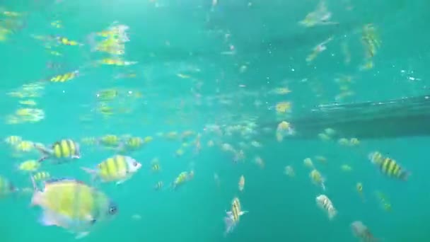 Peces Tropicales Vista Submarina — Vídeo de stock