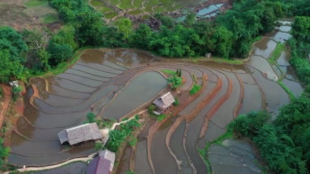 Aerial View Beautiful Freshly Planted Rice Terraces Rainy Season — 图库视频影像