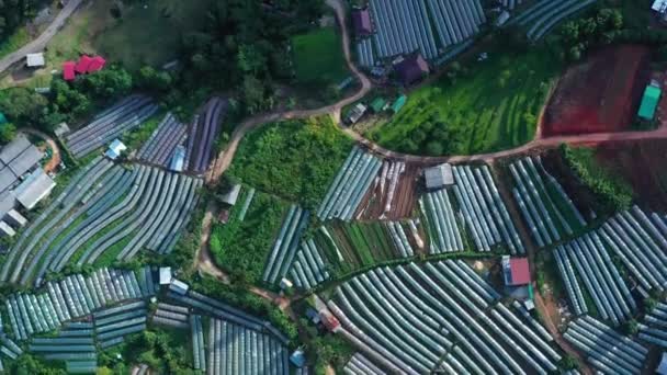 Aerial View Agriculture Lands Doi Inthanon National Park Thailand — Stock Video
