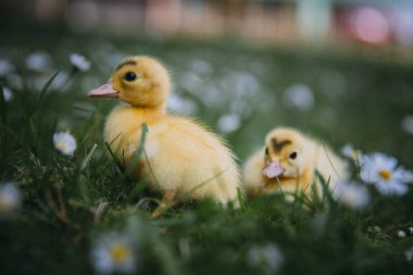 Yeşil çimlerde bebek ördekler.