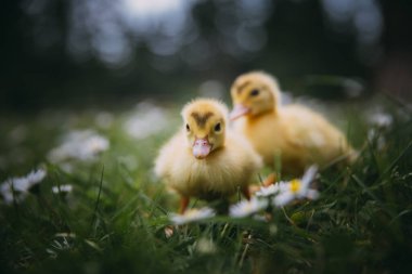 Yeşil çimlerde bebek ördekler.
