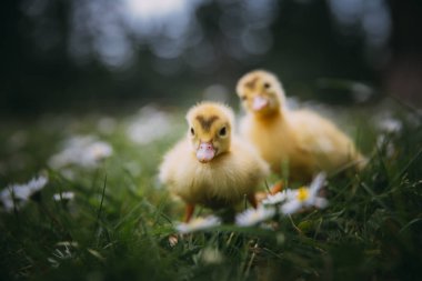 Yeşil çimlerde bebek ördekler.